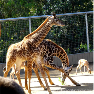 Clôture de Zoo corde en acier inoxydable